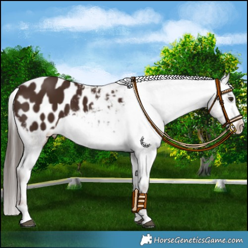 Horse Color:Liver Chestnut Appaloosa 