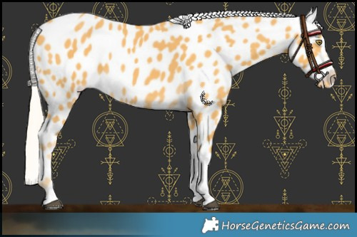 Horse Color:Palomino Tobiano Near Leopard 