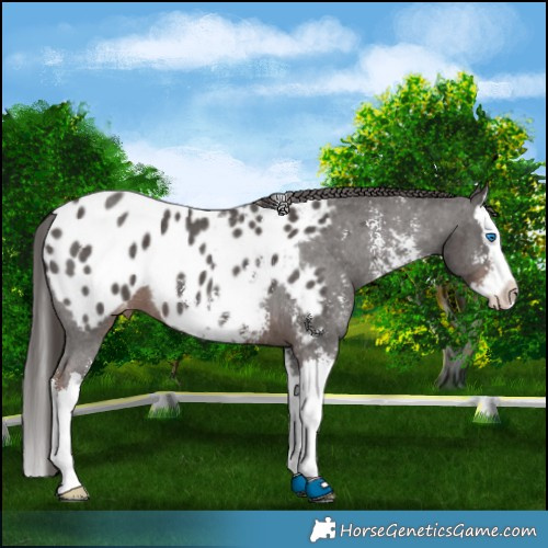 Horse Color:Liver Chestnut Sabino Splash Appaloosa 