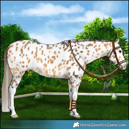 Horse Color:Buckskin Splash Appaloosa