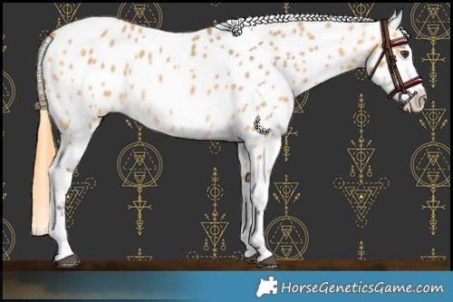 Horse Color:Buckskin Dun Near Leopard 