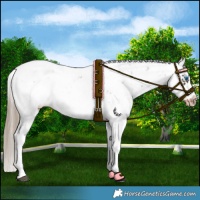 Horse Color:Liver Chestnut Sabino Splash Frame Appaloosa Rabicano 