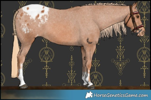 Horse Color:Chestnut Sabino Blanket 