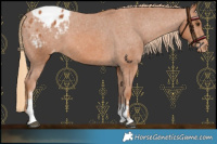 Horse Color:Chestnut Sabino Blanket 