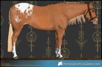 Horse Color:Chestnut Sabino Appaloosa 
