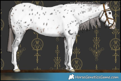Horse Color:Brown Sabino Splash Near Leopard 