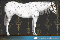 Horse Color:Brown Sabino Splash Near Leopard 