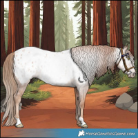 Horse Color:Gray Gold Champagne Appaloosa 