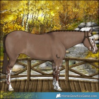 Horse Color:Liver Red Dun Splash Rabicano and Liver Red Dun Sabino Rabicano