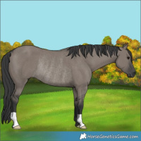 Horse Color:Grullo Rabicano 