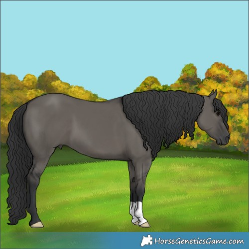 Horse Color:Grullo 