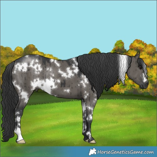 Horse Color:White Spotted Grullo Brindle 