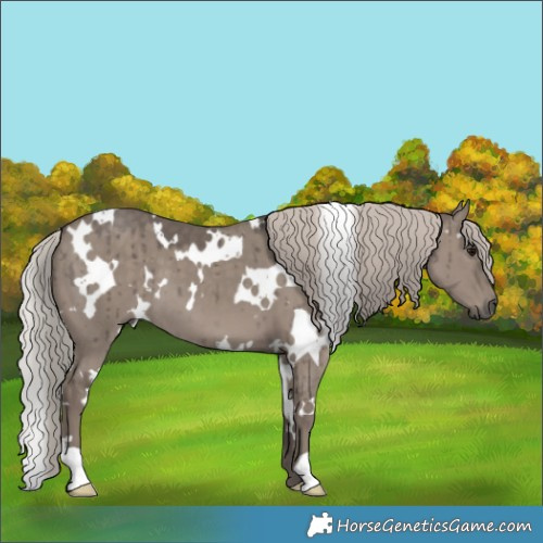 Horse Color:White Spotted Silver Grullo Brindle 