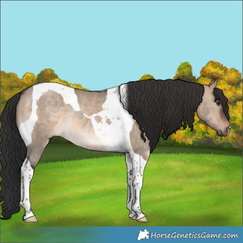 Horse Color:Brown Dun Tobiano 