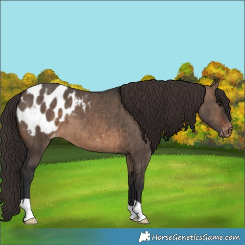 Horse Color:Brown Dun Appaloosa Brindle 