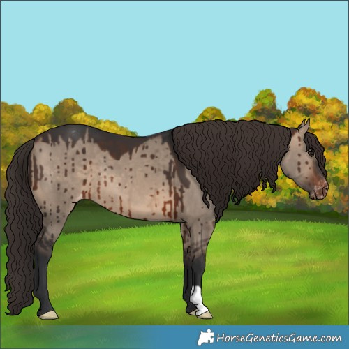 Horse Color:Brown Dun Appaloosa Brindle 