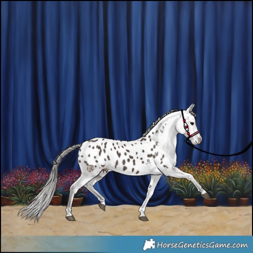 Horse Color:Silver Black Tobiano Appaloosa
