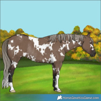Horse Color:White Spotted Liver Red Dun Rabicano 