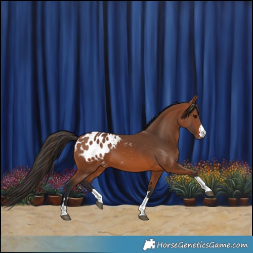 Horse Color:Bay Appaloosa