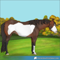 Horse Color:Bay Frame 