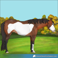 Horse Color:Bay Frame 