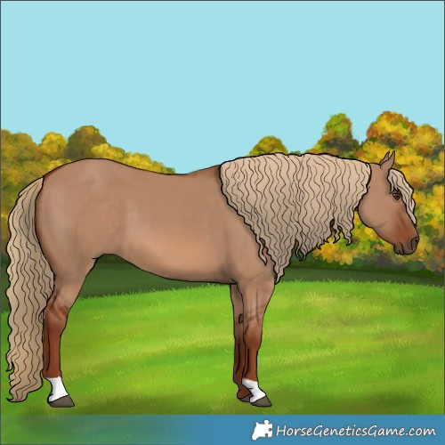 Horse Color:Red Dun 