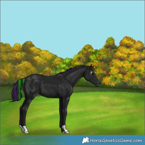 Horse Color:Gray Painted Black 