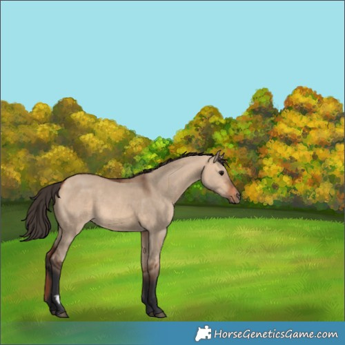 Horse Color:Bay Dun 