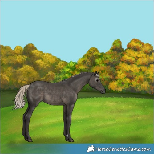 Horse Color:Gray Silver Black 