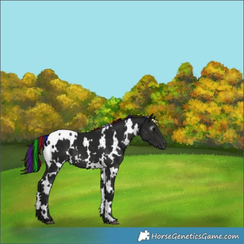 Horse Color:Gray Painted White Spotted Black 