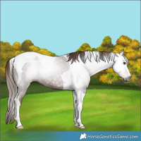 Horse Color:Gray Red Roan Tobiano 