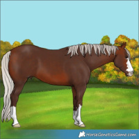 Horse Color:Silver Brown 
