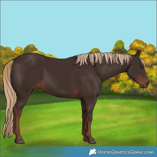 Horse Color:Liver Chestnut 
