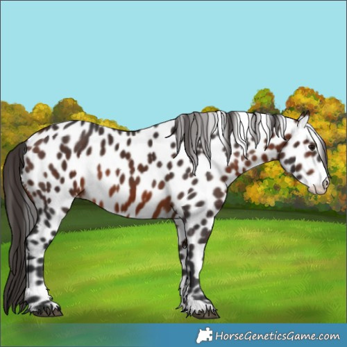 Horse Color:Bay Appaloosa 