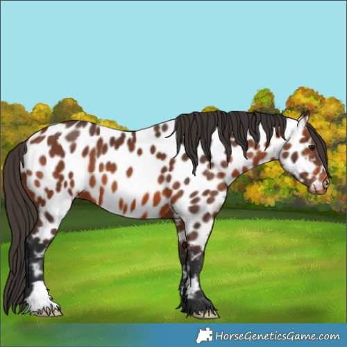Horse Color:Bay Appaloosa