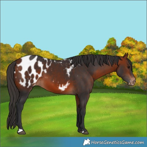 Horse Color:Bay Appaloosa