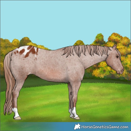 Horse Color:Chestnut Appaloosa 