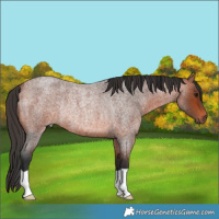 Horse Color:Bay Roan Rabicano 