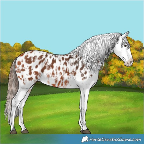 Horse Color:Bay Near Leopard  and Bay Near Leopard 