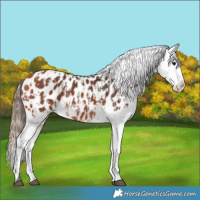 Horse Color:Bay Near Leopard  and Bay Near Leopard 