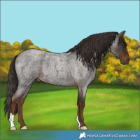 Horse Color:Liver Red Roan 