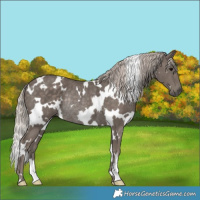 Horse Color:White Spotted Silver Black Rabicano 
