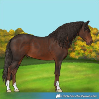Horse Color:Liver Chestnut 