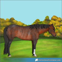 Horse Color:Brown Rabicano