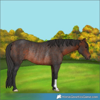 Horse Color:Brown Rabicano