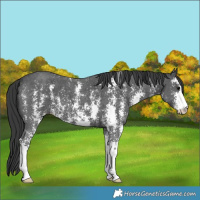 Horse Color:Black Sabino 