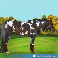 Horse Color:White Spotted Brown