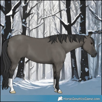 Horse Color:Grullo 