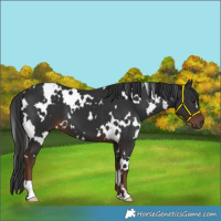 Horse Color:White Spotted Liver Chestnut 