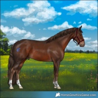 Horse Color:Liver Chestnut 